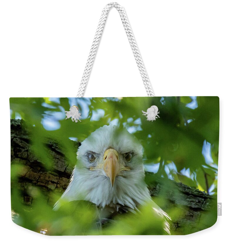 Eagle Weekender Tote Bag featuring the photograph Eagle in the Tree by William Bretton