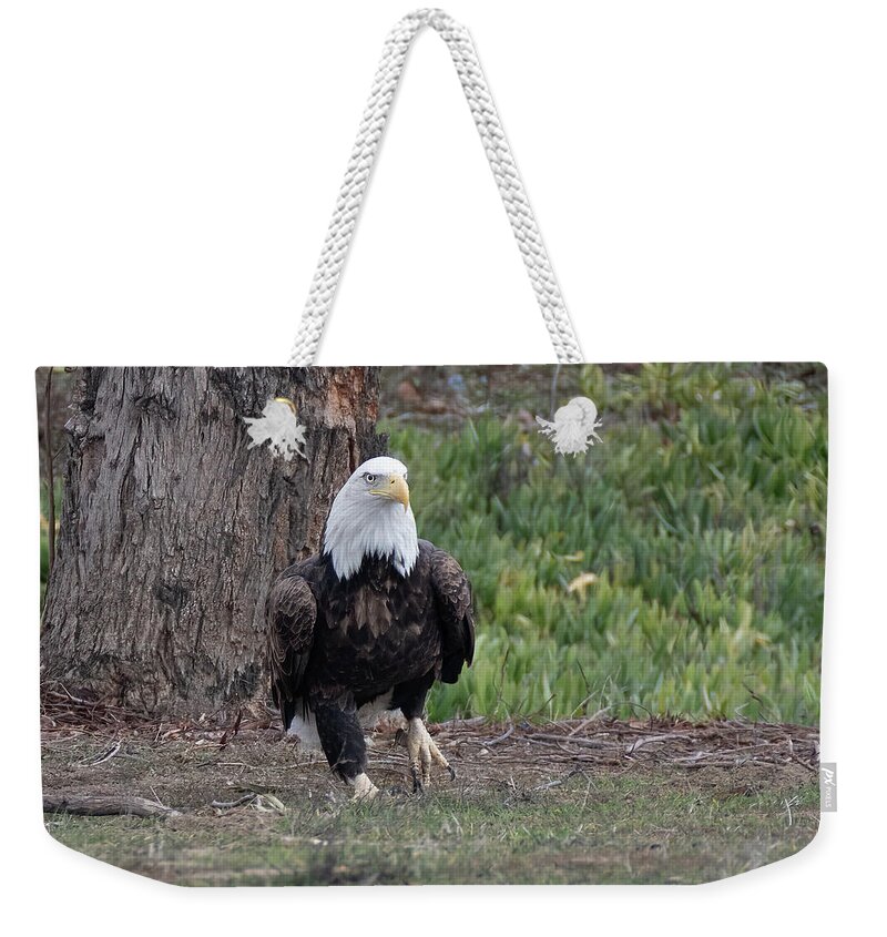 Wildlife Weekender Tote Bag featuring the photograph Eagle Stroll by Laura Macky