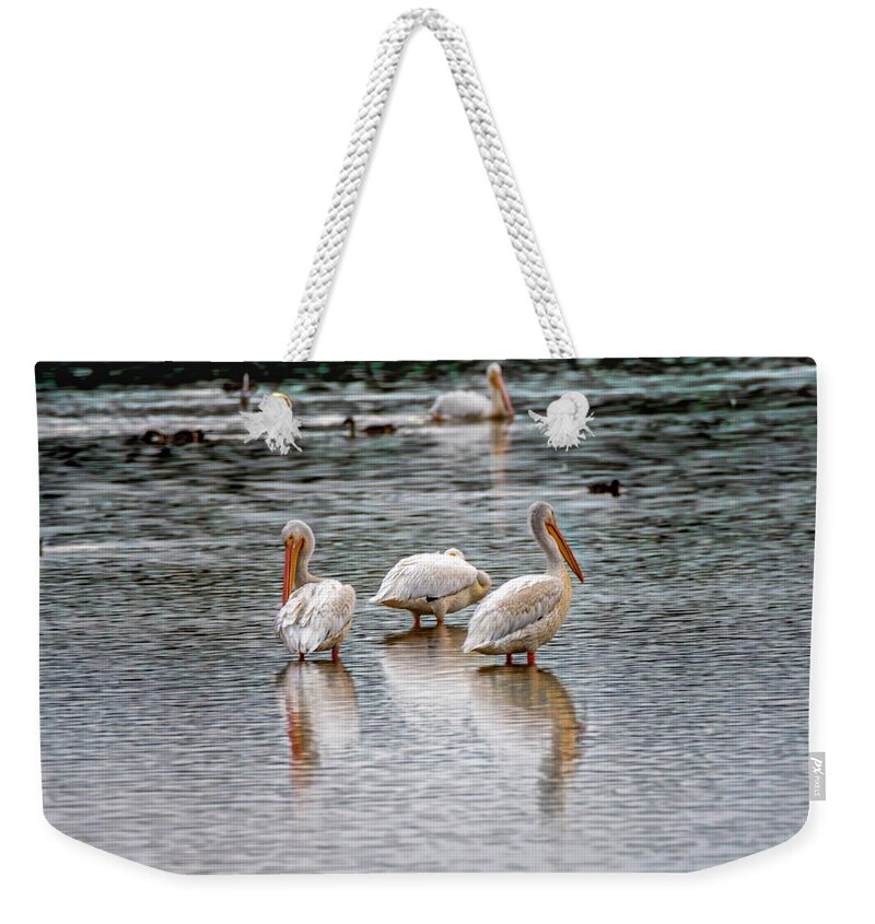 American White Pelican Weekender Tote Bag featuring the photograph Early Morning Pelicans by Debra Martz