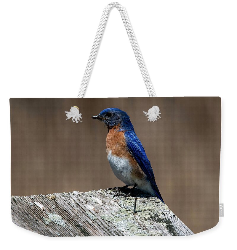 Bird Weekender Tote Bag featuring the photograph Eastern Bluebird by Cathy Kovarik