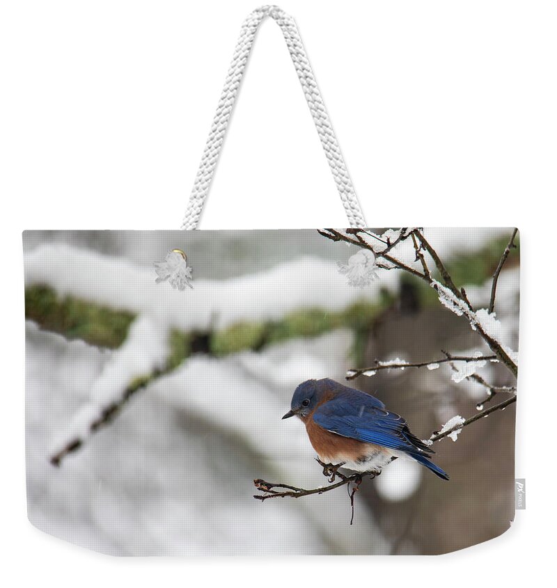 Freezing Weekender Tote Bag featuring the photograph Eastern Bluebird Perched on a Snowy Branch by Charles Floyd