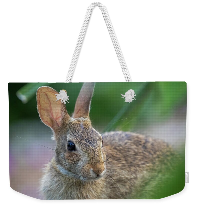 Wildlife Weekender Tote Bag featuring the photograph Eastern Cottontail Rabbit by Lara Morrison