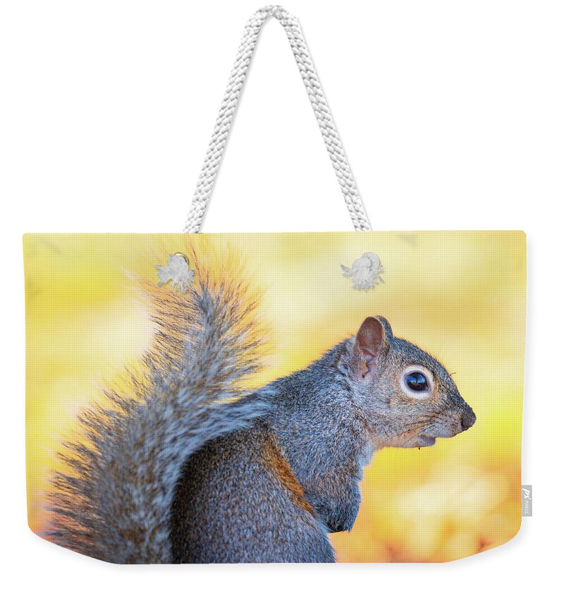 Grey Squirrel Weekender Tote Bag featuring the photograph Eastern Gray Squirrel Portrait by Jordan Hill
