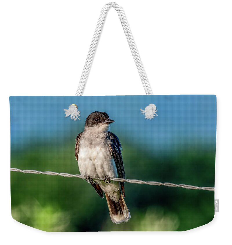  Weekender Tote Bag featuring the photograph Eastern Kingbird Sitting Pretty by Marcy Wielfaert