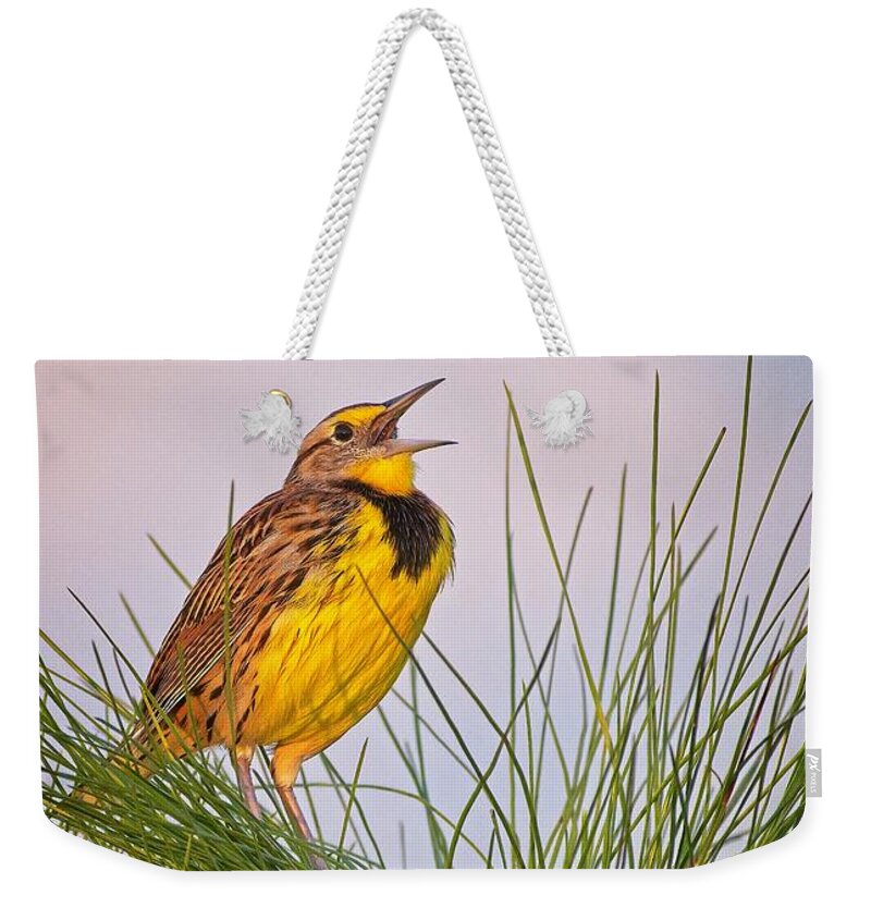Bird Weekender Tote Bag featuring the photograph Eastern Meadowlark by Steve DaPonte