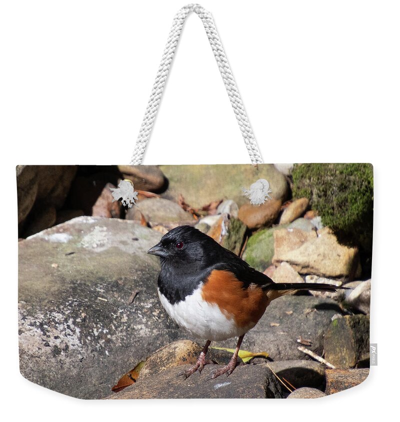 Eastern Towhee Weekender Tote Bag featuring the photograph Eastern Towhee Portrait by Cascade Colors