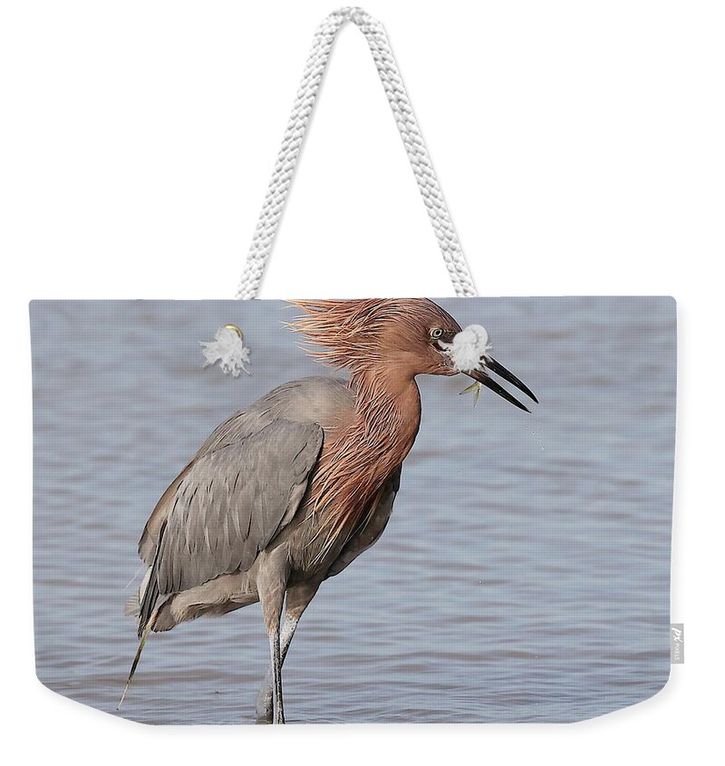 Reddish Egret Weekender Tote Bag featuring the photograph Eating a Fish May Need Greater Efforts by Mingming Jiang