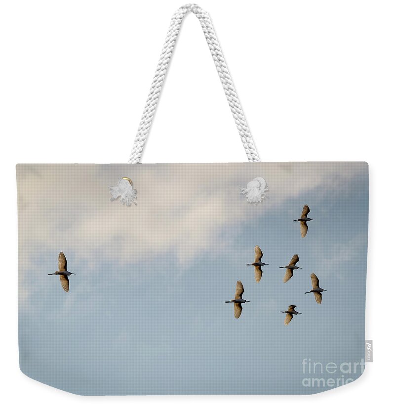 Egrets Weekender Tote Bag featuring the photograph Egrets overhead. by Alyssa Tumale