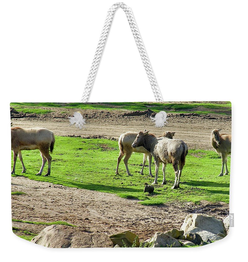 Elands Grazing In San Diego Zoo Safari Park Weekender Tote Bag featuring the photograph Elands Grazing in San Diego Zoo Safari Park, California. by Ruth Hager