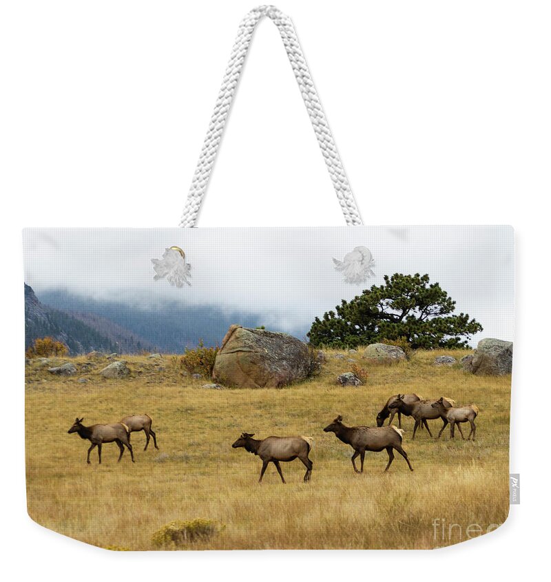 Elk Weekender Tote Bag featuring the photograph Elk Herd on a Foggy Rocky Mountain Evening by Steven Krull