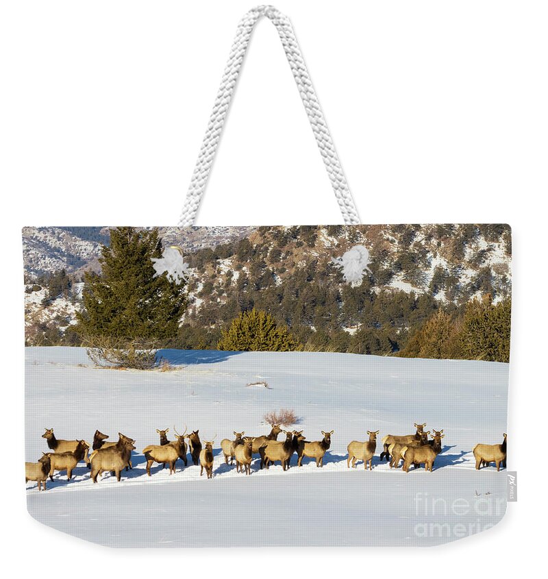 Elk Weekender Tote Bag featuring the photograph Elk Herd on Snowy Mountain by Steven Krull