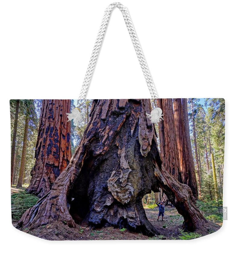 Giant Sequoia Tree Weekender Tote Bag featuring the photograph Encounter by Brett Harvey