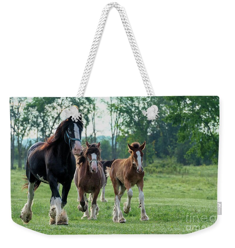 Equine Weekender Tote Bag featuring the photograph Equine Pastures by Nina Stavlund