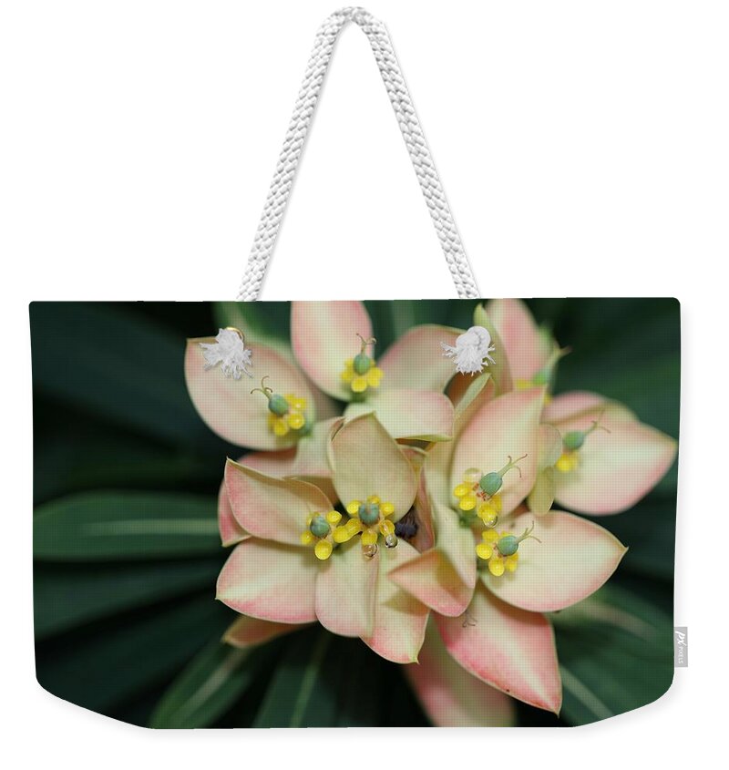 Euphorbia Punicea Weekender Tote Bag featuring the photograph Euphorbia Punicea by Mingming Jiang