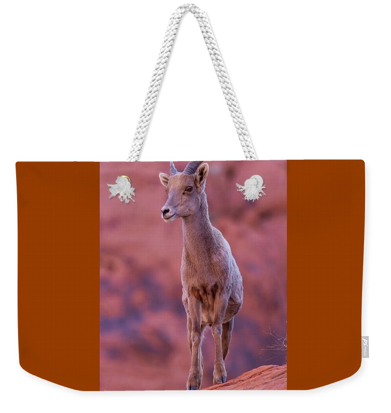 Nevada Weekender Tote Bag featuring the photograph Ewe on a Pedestal by James Marvin Phelps