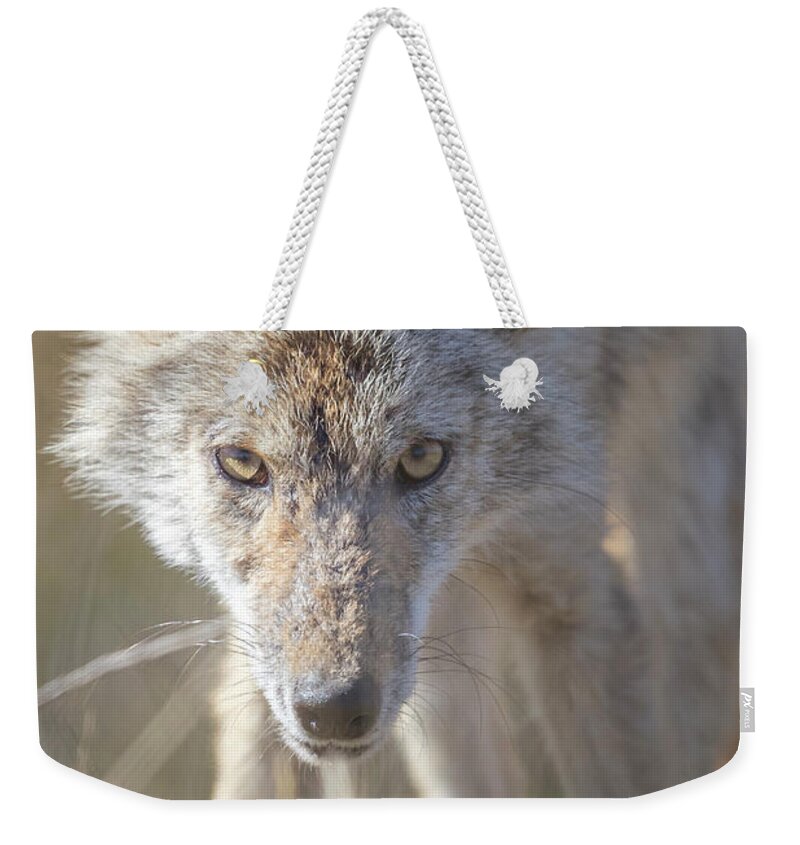 Coyote Weekender Tote Bag featuring the photograph Eyes Of A Predator by Everet Regal