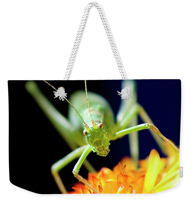 Face To Face Weekender Tote Bag featuring the photograph Face To Face, Pop-eyed Beauty, by Tatiana Bogracheva