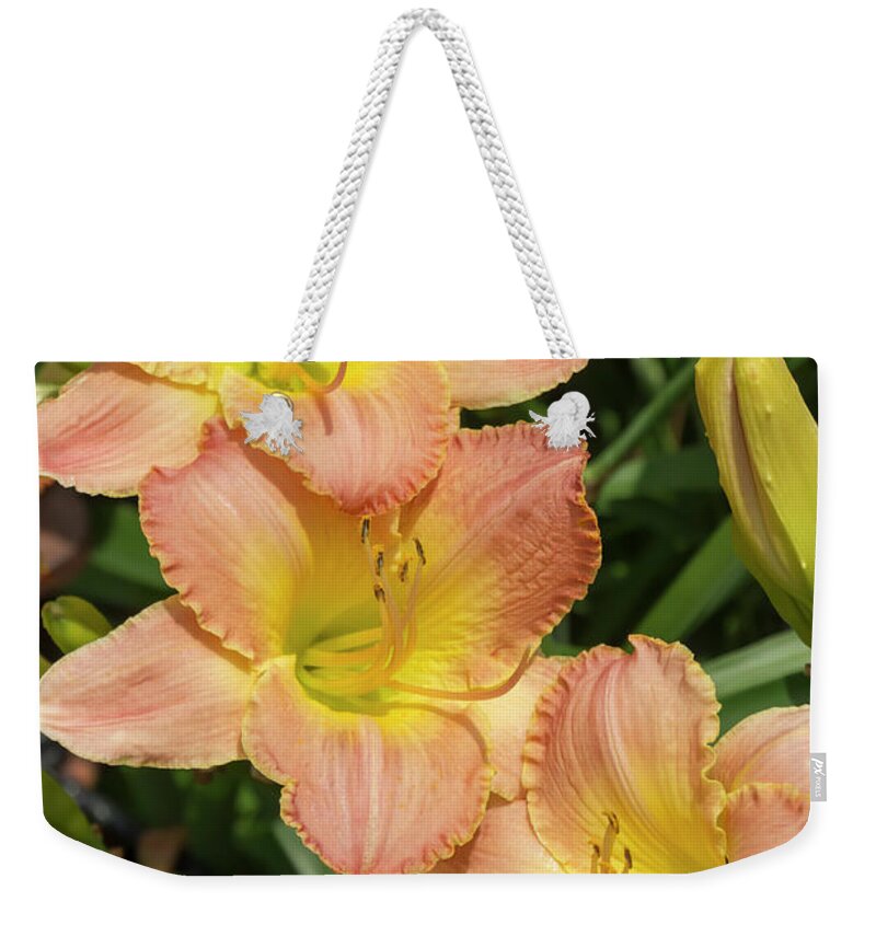 Lily Weekender Tote Bag featuring the photograph Fairy Tale Pink Daylily by Dawn Cavalieri