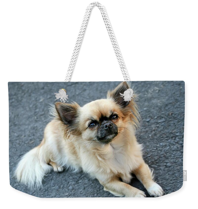Chihuahua Small Smallest Dog Lovely Character Beauty Beautiful Pet Animal Delightful Pastel Colours Wait Waiting Patiently Sitting Face Ears Eyes Nose Tail Four Legs Friend Look  Weekender Tote Bag featuring the photograph Faithful Look, Chihuahua by Tatiana Bogracheva