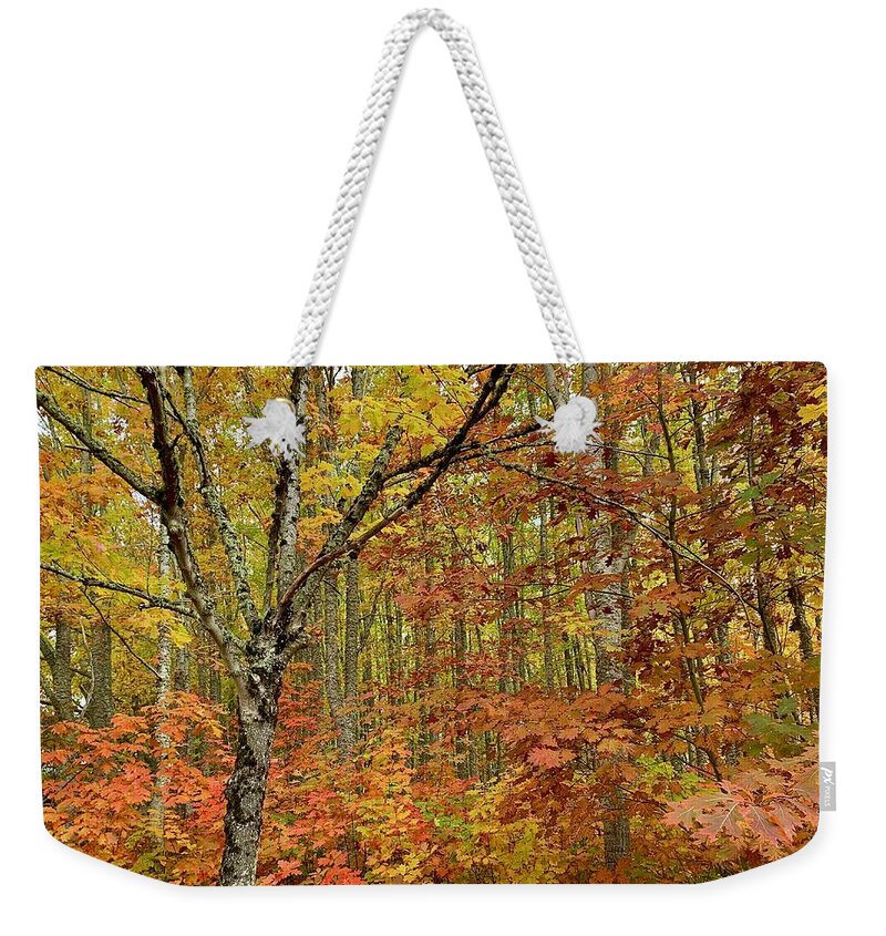 Forest Weekender Tote Bag featuring the photograph Fall Forest by Brian Eberly