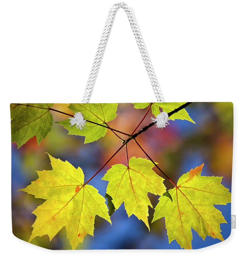 Fall Leaves Weekender Tote Bag featuring the photograph Fall Maple Leaves by Christina Rollo