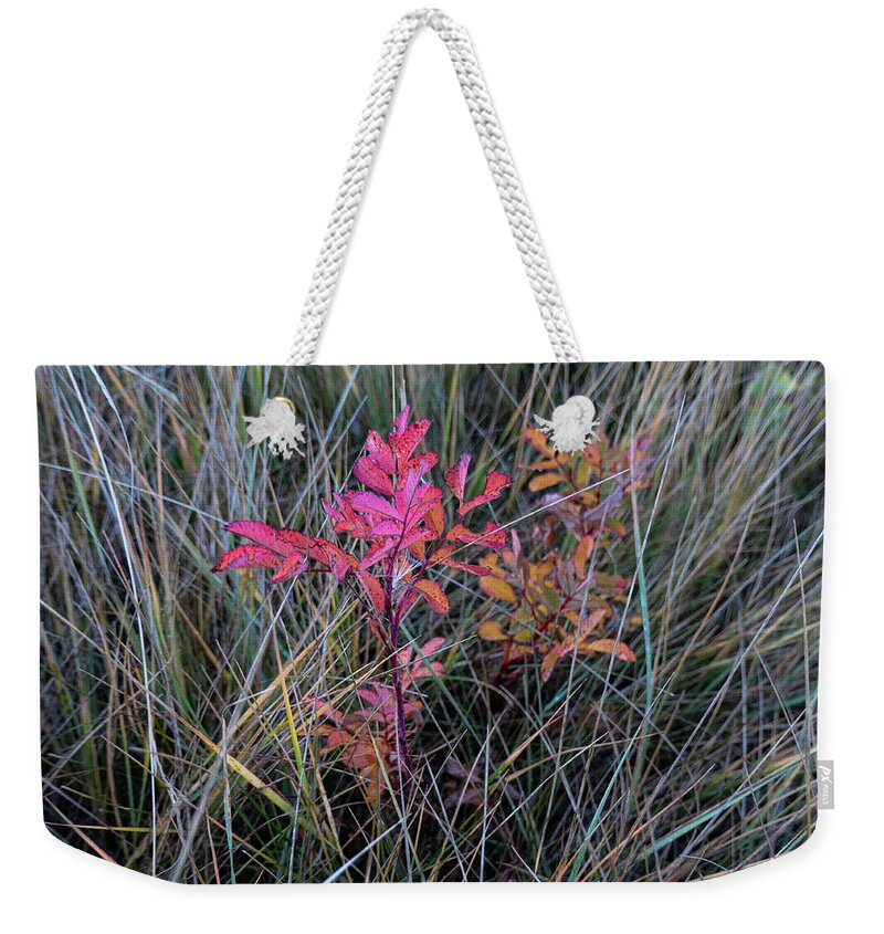 Wild Rose Weekender Tote Bag featuring the photograph Fall Wild Rose Plant On The Prairie by Karen Rispin