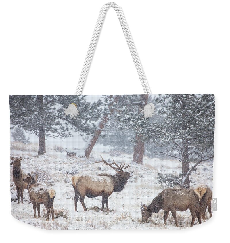 Elk Weekender Tote Bag featuring the photograph Family Man by Darren White