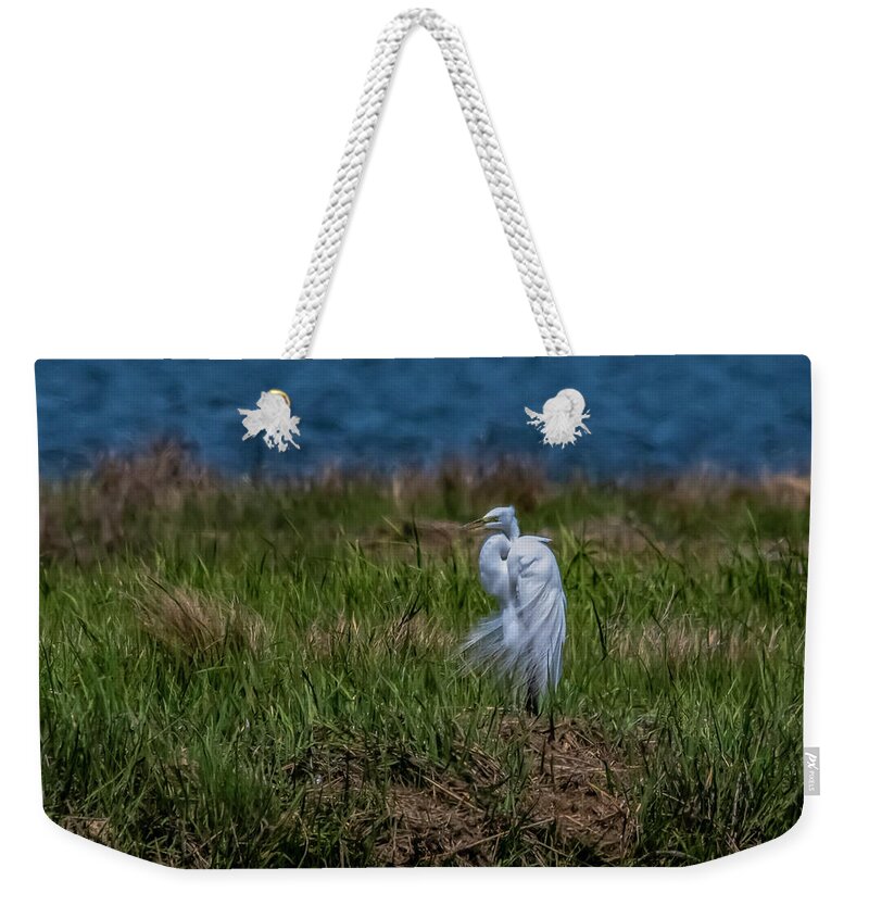 Bird Weekender Tote Bag featuring the photograph Fancy Egret by Cathy Kovarik