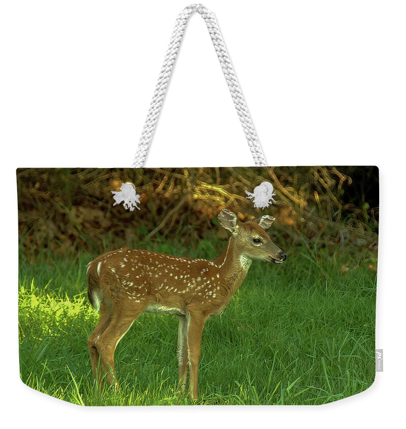 Wildlife Weekender Tote Bag featuring the photograph Fawn by Cathy Kovarik