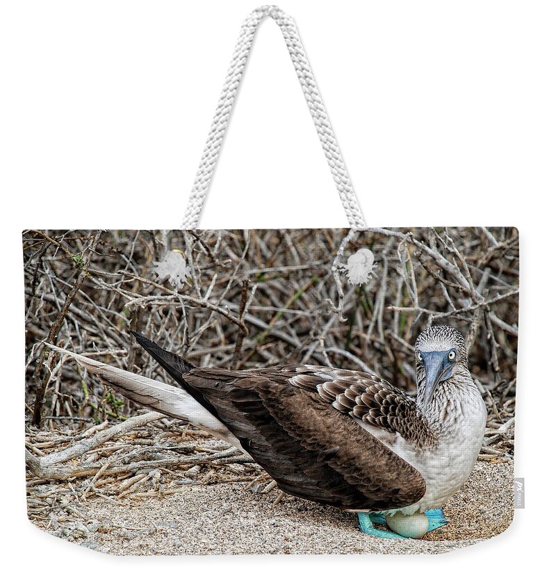 Blue-footed Booby Weekender Tote Bag featuring the photograph Female Blue-footed Booby nesting by Henri Leduc