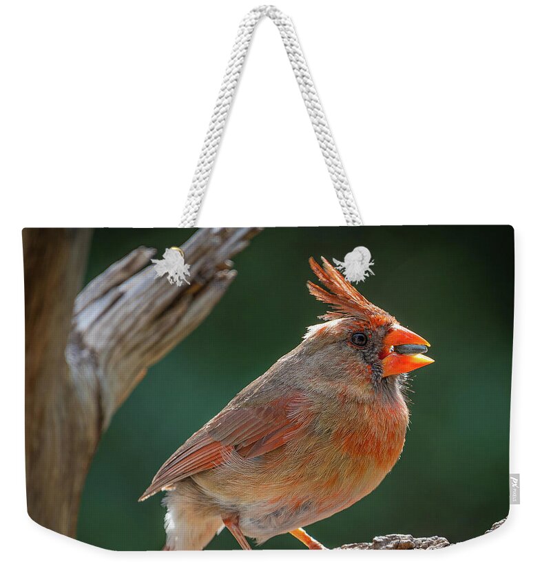 Hill Country Weekender Tote Bag featuring the photograph Female Cardinal with Seed by Erin K Images