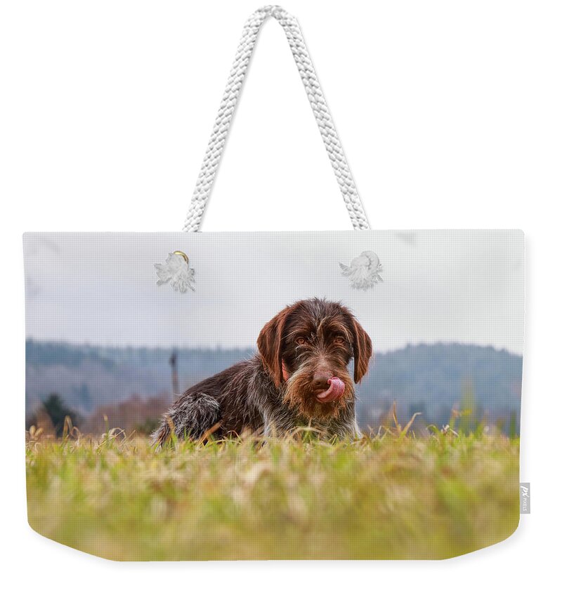 Bohemian Wire Weekender Tote Bag featuring the photograph Female dog is laughing his head off. Bohemian wire dog is scratching her muzzle. Itchiness is evil. by Vaclav Sonnek