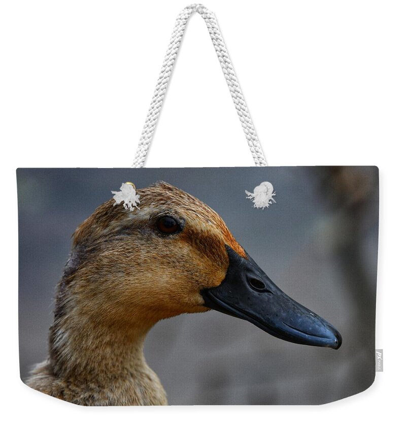 Photo Weekender Tote Bag featuring the photograph Female Duck by Evan Foster