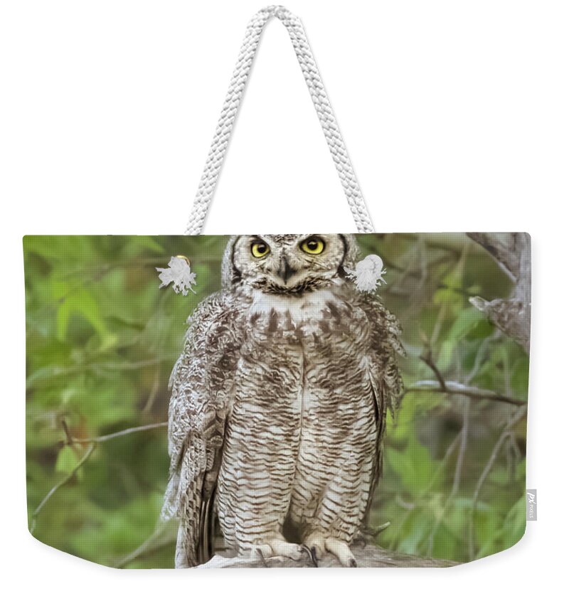 Great Horned Owl Weekender Tote Bag featuring the photograph Female Great Horned Owl by Jurgen Lorenzen