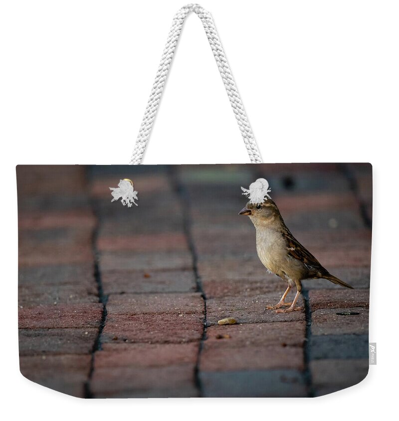 Sparrow Weekender Tote Bag featuring the photograph Female House Sparrow by Rachel Morrison