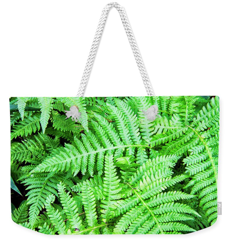 Ferns Weekender Tote Bag featuring the photograph Ferns in the Forest by Bob Decker