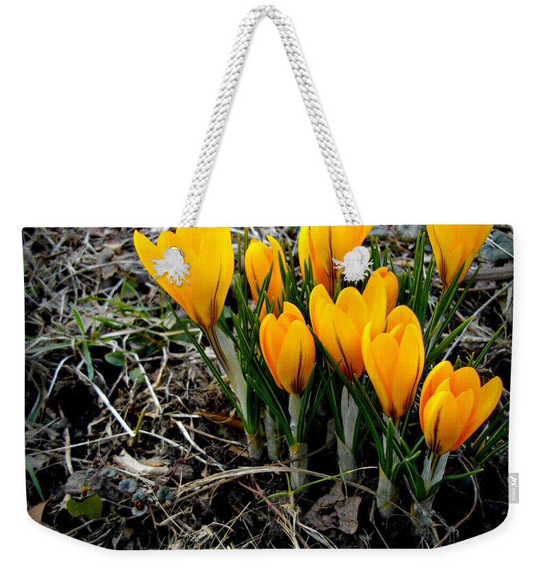 Crocus Blooms. Spring Weekender Tote Bag featuring the photograph First Colors of Spring by Frank J Casella