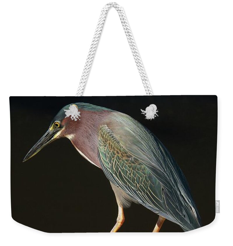 Florida Weekender Tote Bag featuring the photograph Fishing Time by Melissa Southern