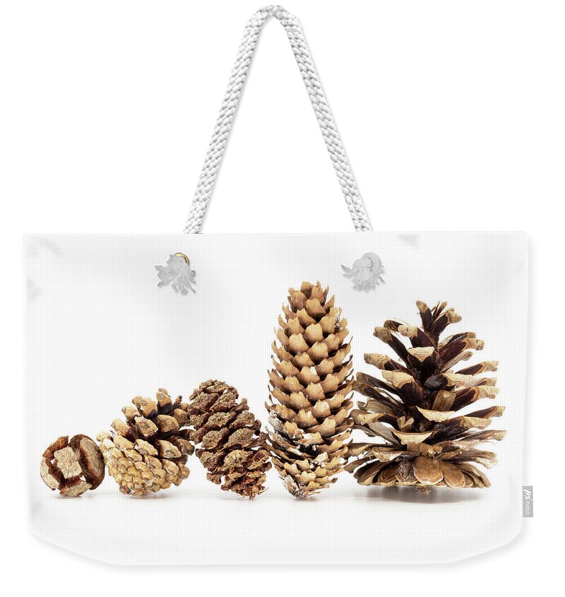 Cone Weekender Tote Bag featuring the photograph Family - Five different pine cones standing in row by Viktor Wallon-Hars