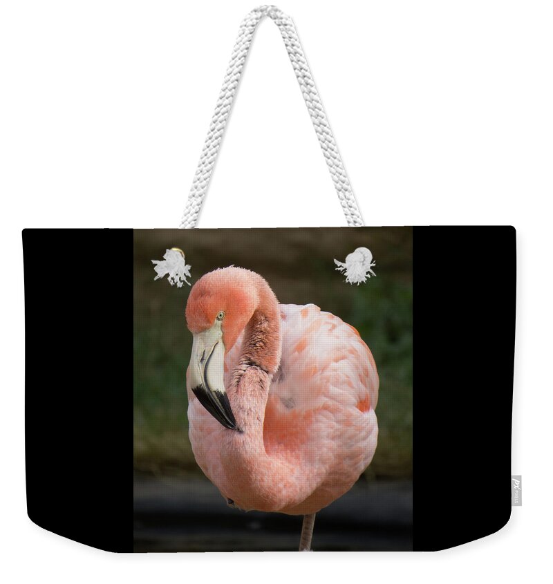 Beach Weekender Tote Bag featuring the photograph Flamingo 2 by Christy Garavetto