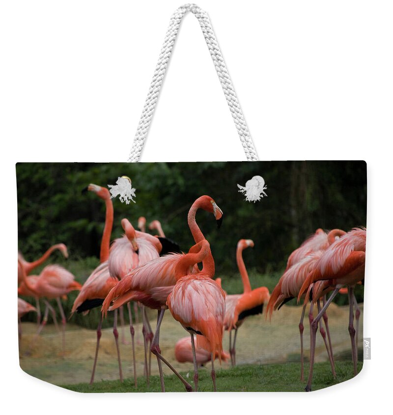 Flamingoes Weekender Tote Bag featuring the photograph Flamingoes by Matthew Nelson