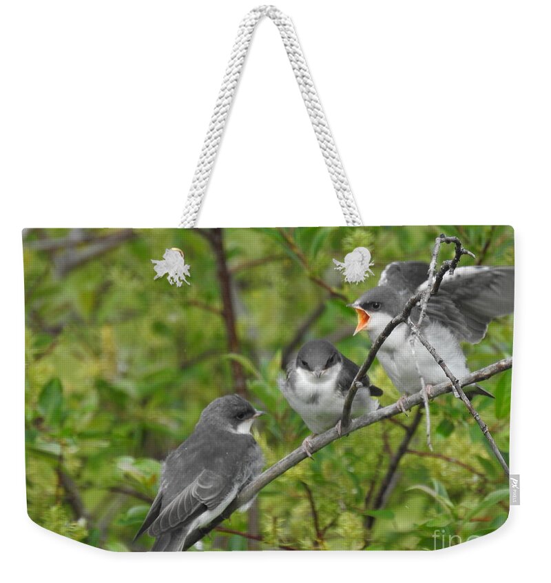 Tree Swallows Weekender Tote Bag featuring the photograph Fledgling Tree Swallows by Nicola Finch