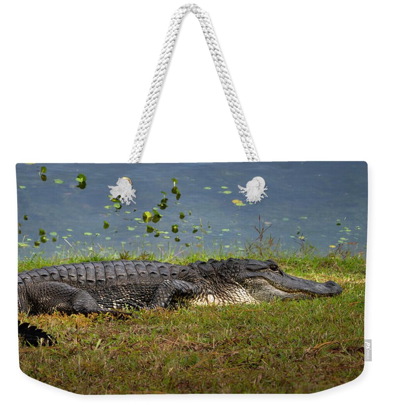 Aligator Weekender Tote Bag featuring the photograph Florida Gator 2 by Larry Marshall