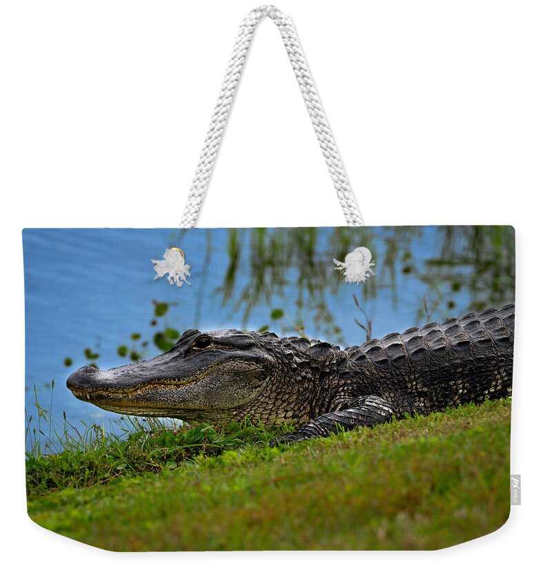 Aligator Weekender Tote Bag featuring the photograph Florida Gator 3 by Larry Marshall