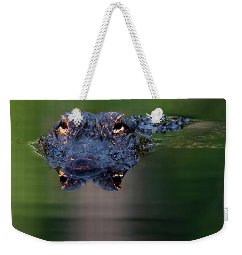 Aligator Weekender Tote Bag featuring the photograph Florida Gator 5 by Larry Marshall