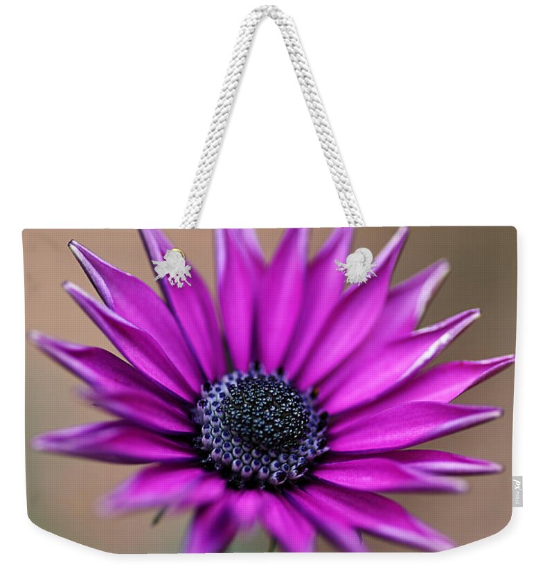 Osteospermum Weekender Tote Bag featuring the photograph Flower-daisy-purple by Joy Watson