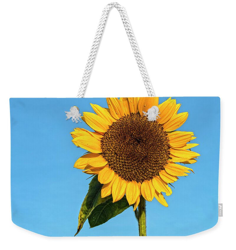Sunflowers Weekender Tote Bag featuring the photograph Flower For A Lady by Angelo Marcialis