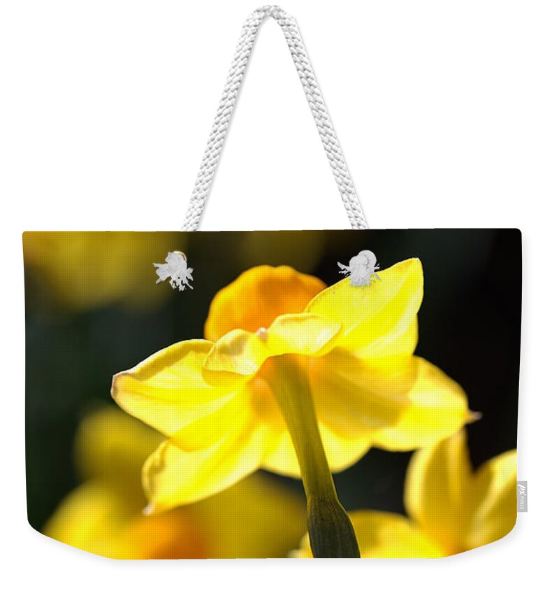 Floral Weekender Tote Bag featuring the photograph Flower-jonquils-bulb-yellow by Joy Watson