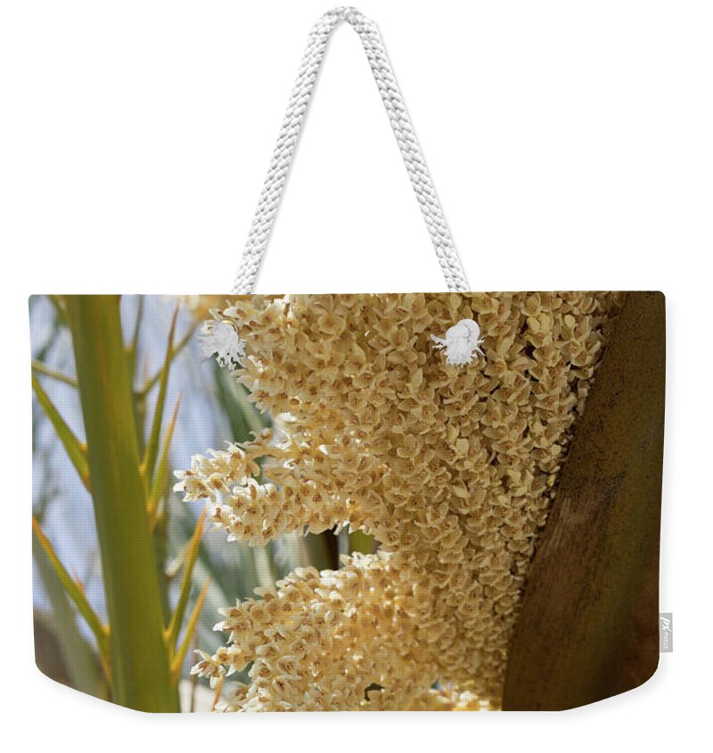 Date Palm Weekender Tote Bag featuring the photograph Flowering date palm and sunlight by Adriana Mueller