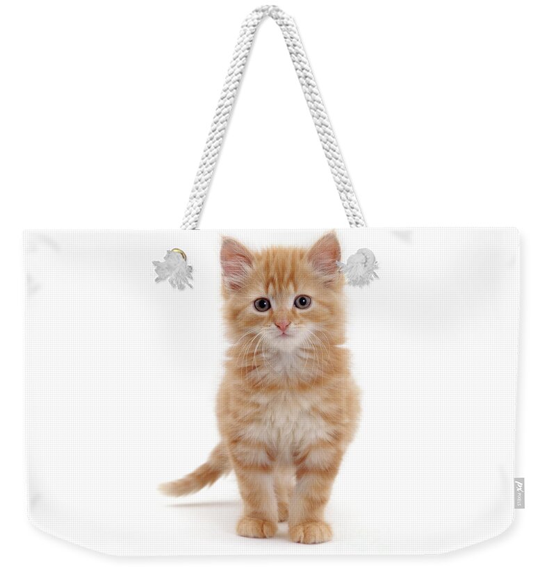 Fluffy Weekender Tote Bag featuring the photograph Fluffy ginger kitten standing by Warren Photographic